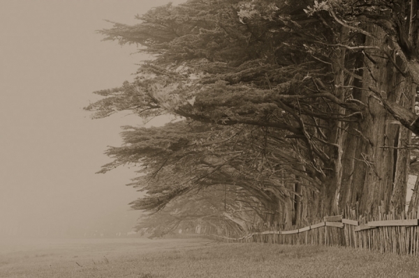 Photograph Pete Saloutos Cypress Trees on One Eyeland